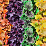 3 Coral Bells Heuchera Perenial Live Plants, Assorted Seasonal Leaves Color Change, Well-Rooted 5-9 Inc Tall, No Pot