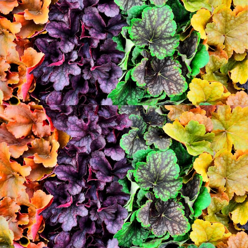 3 Coral Bells Heuchera Perenial Live Plants, Assorted Seasonal Leaves Color Change, Well-Rooted 5-9 Inc Tall, No Pot