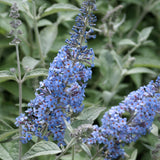 2 Butterfly Bush Shrubs Live Plants, Light Blue Butterfly Bush Plants Trees Flower Shrub for Planting Garden Indoor Outdoor