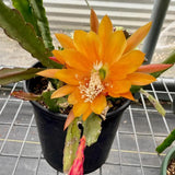 Epiphyllum Orchid Cactus Live Plant, 2 Plants Per Pot, Blooming Orchid Cactus for Indoor or Outdoor Growing (Orange Epiphyllum)
