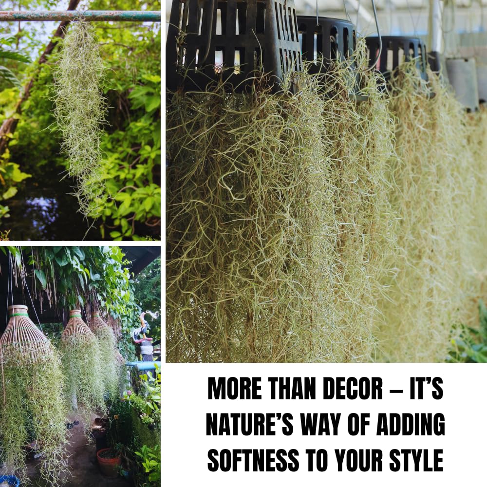 Spanish Moss Plant Live, Spanish Moss Tillandsia Air Plants Live Houseplants, 12 to 18 Inc Tall, Succulent Plants Live