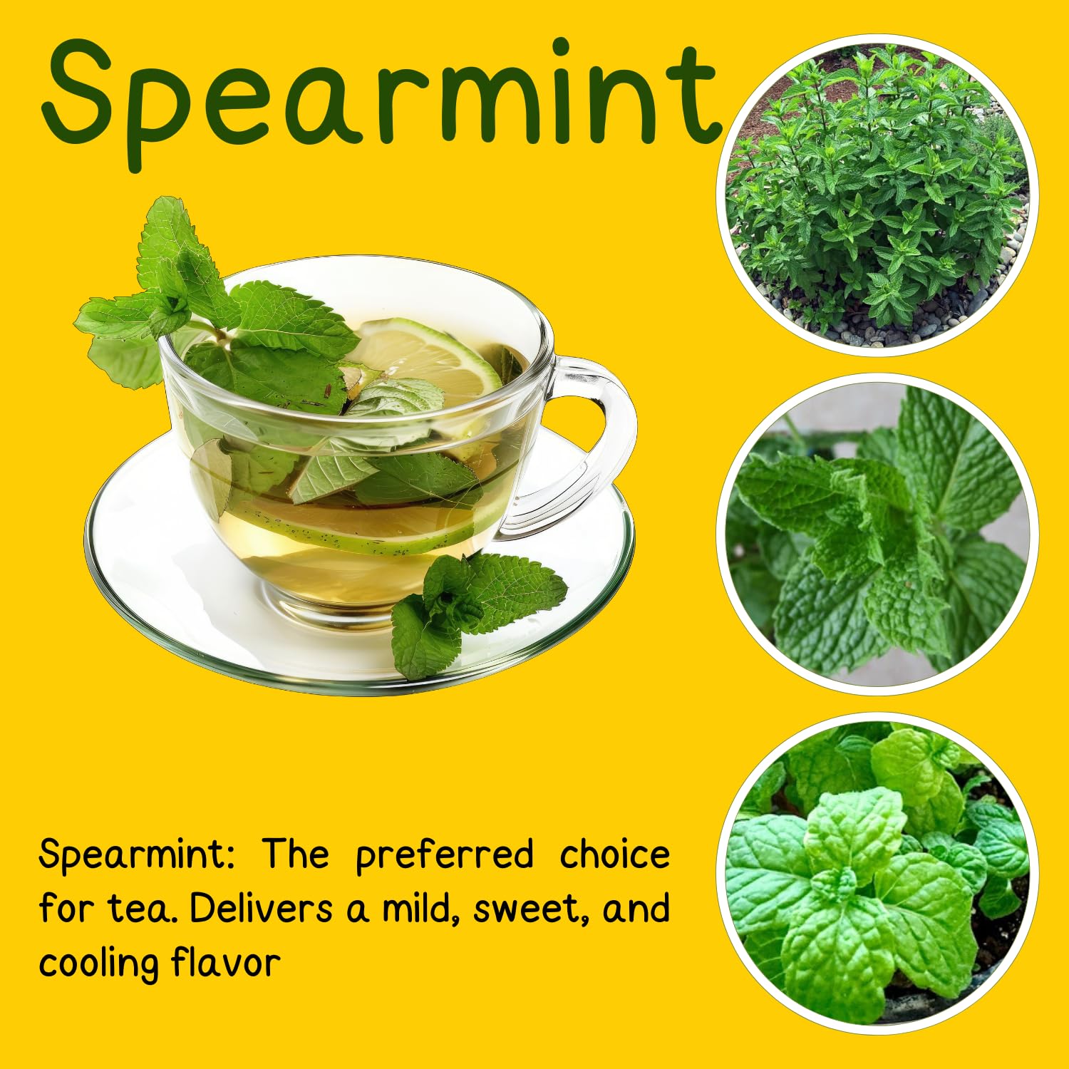 Clump Spearmint Plants Live in Pot, Fragrant Mint Herb for Outdoor Growing, Each Pot 2-3 Plants Fast-Growing