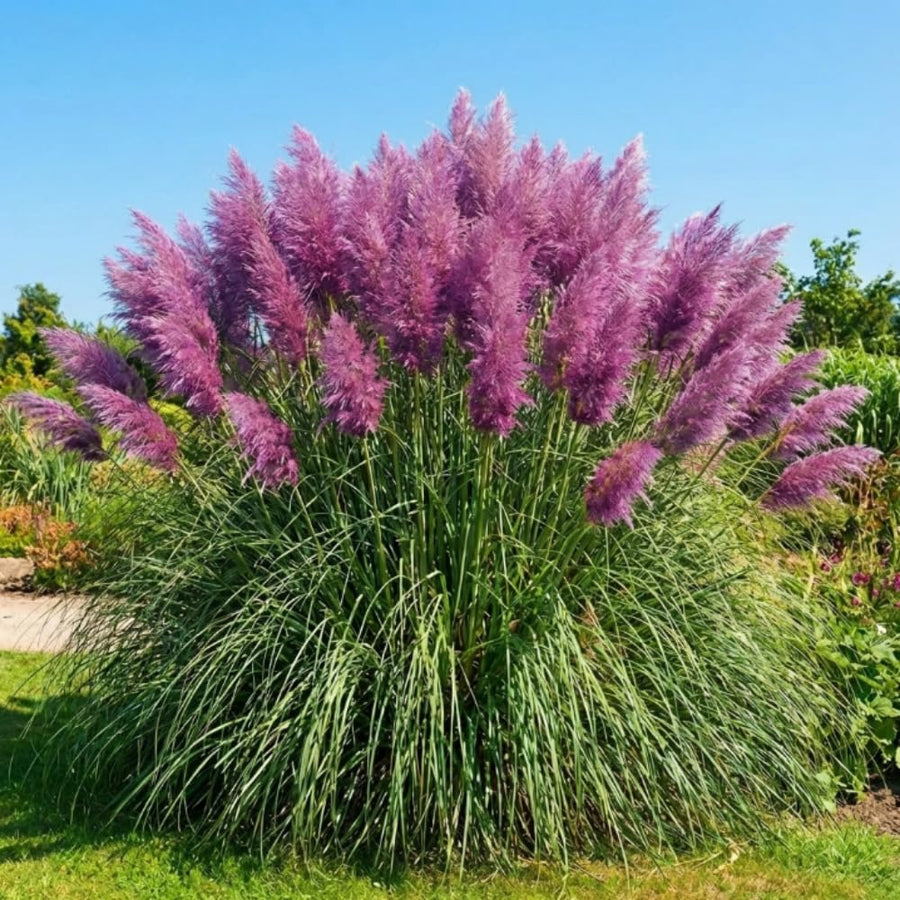 Set 200 Purple Pampas Grass Seeds for Planting, Pampas Grass, Ornamental Grass for Garden Decor, Landscape