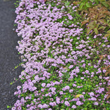 Pack of 25000 Dwarf Creeping Thyme Seeds, Ground Cover for Planting, Thyme Seeds for Garden Borders and Rock Gardens