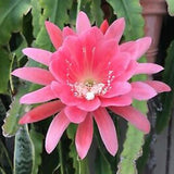 Long Epiphyllum Orchid Cactus Plants Live Tree, 1 Feet Tall Fully-Rooted in 4" Pot, Orchird Cactus Cold Hardy, Fragrant (Pink)