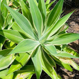 Green Agave Live Plant, 8 Inches Tall in 4 Inch Pot, Agave Succulent Plant for Indoor or Outdoor Growing