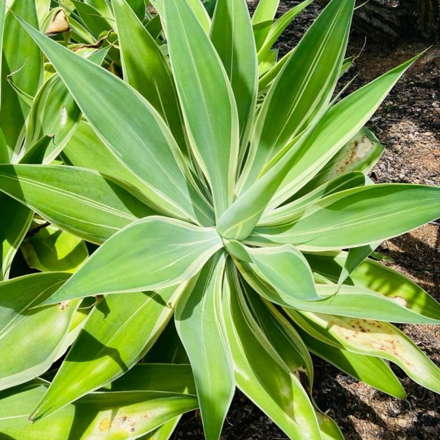 Green Agave Live Plant, 8 Inches Tall in 4 Inch Pot, Agave Succulent Plant for Indoor or Outdoor Growing