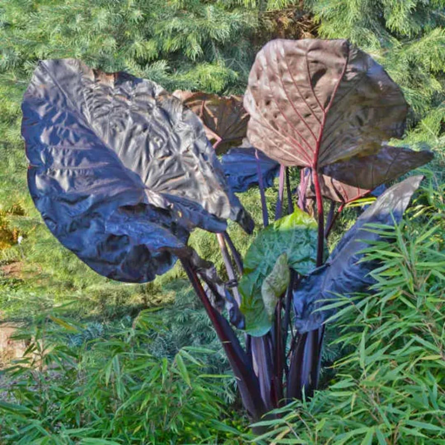 3 Colocasia Plants Live, Elephant Ear Caladium Esculenta Plants, 5 to 8 Inc Tall (Coral Black)