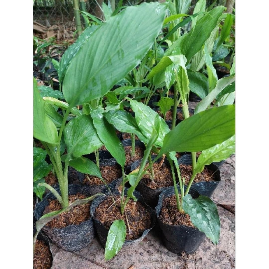 Curcuma Turmeric Ginger Plant Live for Planting, Hawaiian Ginger Flower Plant, Tropical Ginger Plant Well-Rooted for Indoor Outdoor Growing, 5-9" Tall