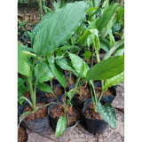 Curcuma Turmeric Ginger Plant Live for Planting, Hawaiian Ginger Flower Plant, Tropical Ginger Plant Well-Rooted for Indoor Outdoor Growing, 5-9" Tall