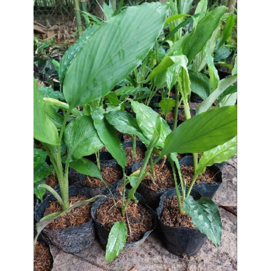 Curcuma Turmeric Ginger Plant Live for Planting, Hawaiian Ginger Flower Plant, Tropical Ginger Plant Well-Rooted for Indoor Outdoor Growing, 5-9" Tall