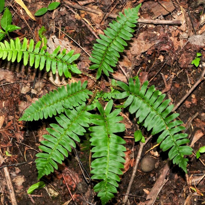 5 Rare Fern Rhizomes Live Plants for Planting, Ferns Live Plants Outdoors Indoors Full Shade, Bare Roots, Fast-Growing