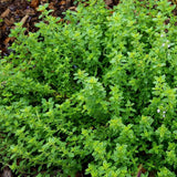 Set 2000 Thyme Seeds for Planting, Hardy Thyme, Greem Thyme Herb Seeds, Perennial Herb for Containers, Borders and Outdoor Garden