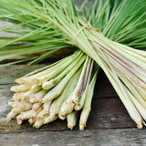 Pack 100 Lemongrass Seeds for Growing, Lemongrass Seeds, Heirloom Culinary Herb, Ready to Grow