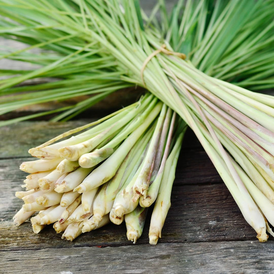 Pack 100 Lemongrass Seeds for Growing, Lemongrass Seeds, Heirloom Culinary Herb, Ready to Grow