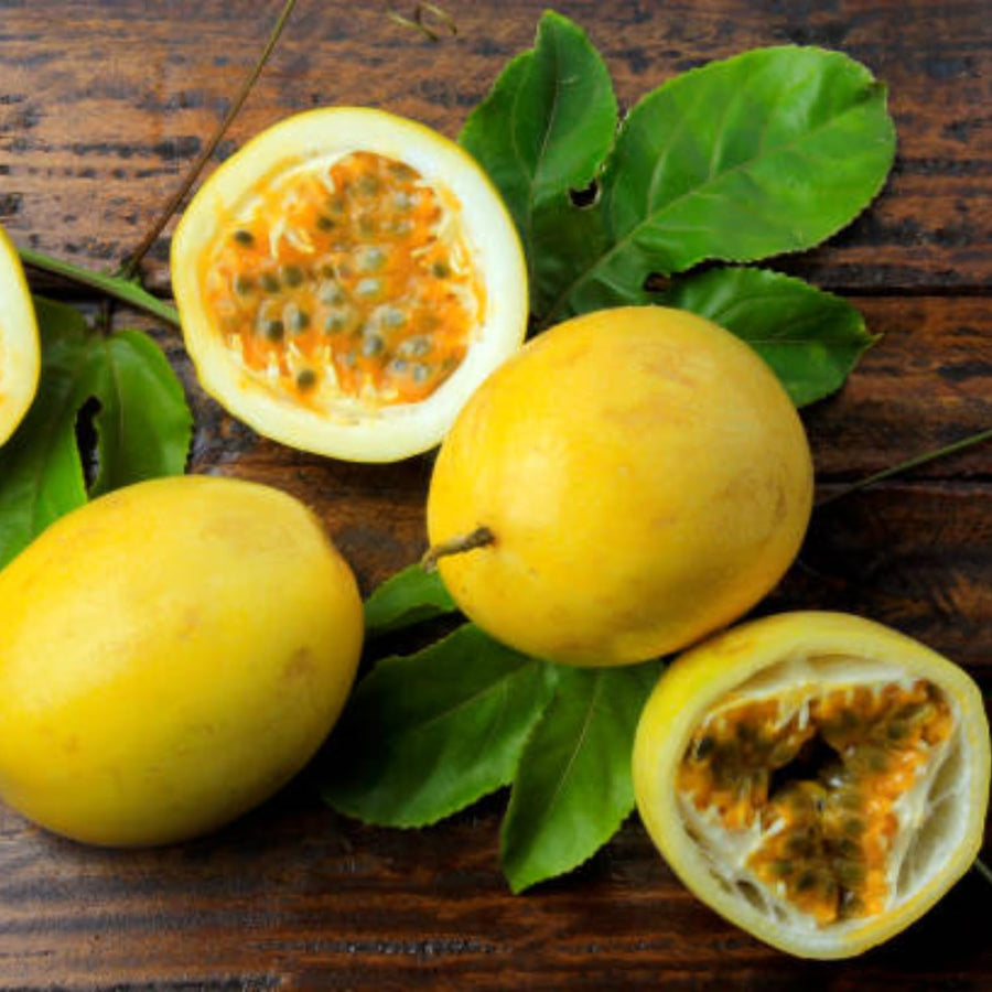 Yellow Passion Fruit Plant Live, 10-12 Inches Tall in 4 Inch Pot, Passiflora Tropical Vine for Outdoor Growing, Passionfruit Seedling
