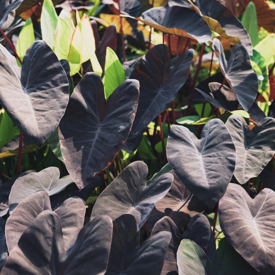 Elephant Ear Plants, Black Colocasia Plant, Colocasia Alocasia Esculenta Taro for Indoor Outdoor Gardens, Very Cold Hardy