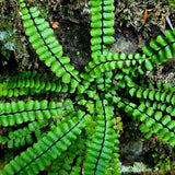 5 Maidenhair Fern Rhizomes Live Plants for Planting, Ferns Live Plants Outdoors Indoors Full Shade, Bare Roots, Fast-Growing