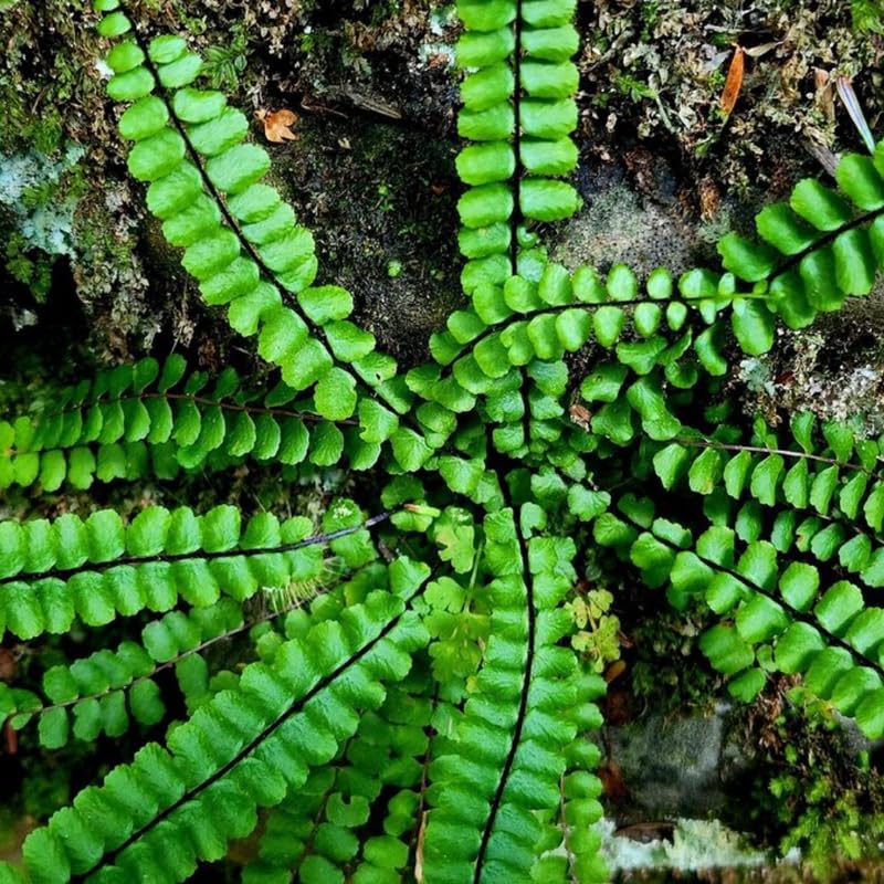 5 Maidenhair Fern Rhizomes Live Plants for Planting, Ferns Live Plants Outdoors Indoors Full Shade, Bare Roots, Fast-Growing