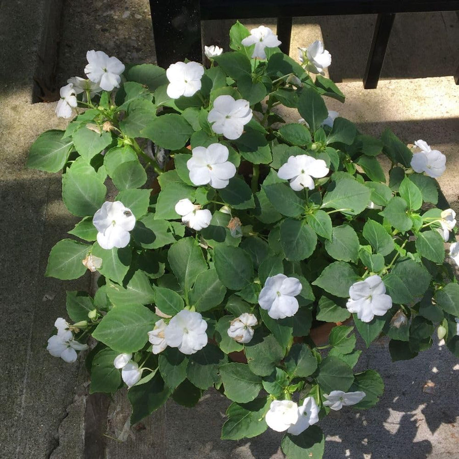 White Impatiens Live Plant in 4-Inch Pot, Impatiens Plant 3-5 Inch Tall, Flowering Annual for Gardens and Containers