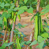 50 Winged Bean Seeds for Planting, Vegetable Vine Plant Seeds Gardening Outdoor