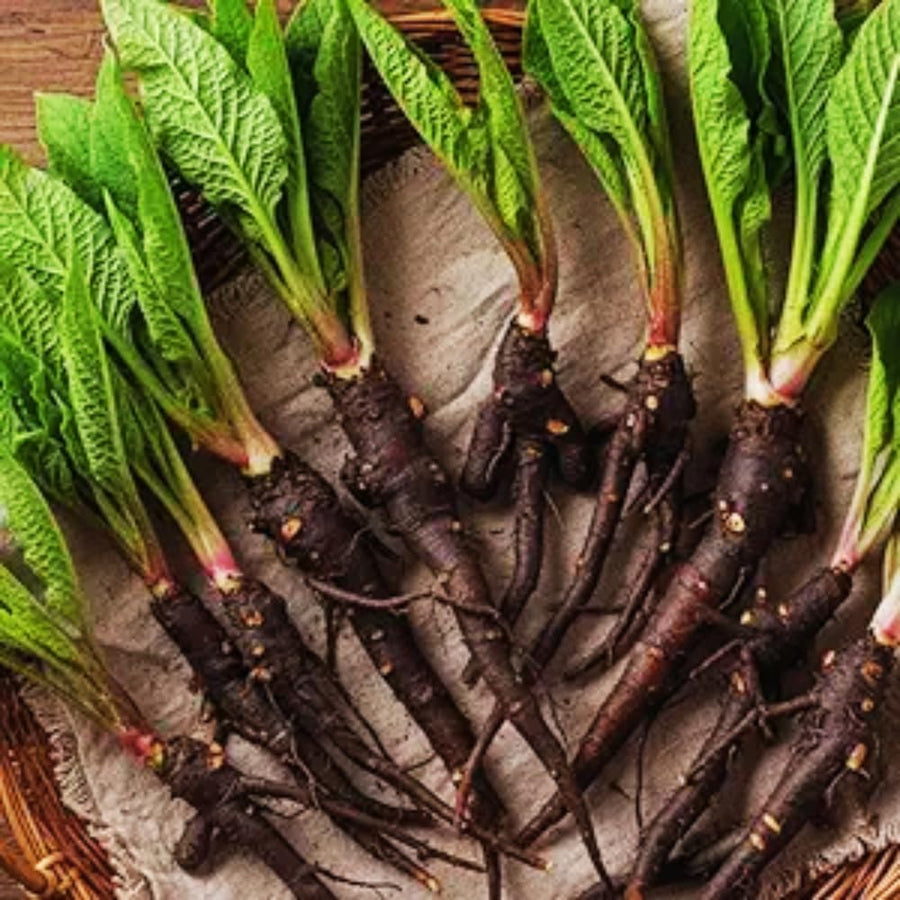 10 Comfrey Roots Plants Live, Comfrey Rhizomes Root for Planting, Herb Plant Garden, High Yields, 1 to 2 Inc Long