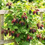 Thornless Boysenberry Plant Live, Boysenberry Starter Plants from 4-6 Inches Tall, Fruit Bearing Plant for Patio and Container Growing