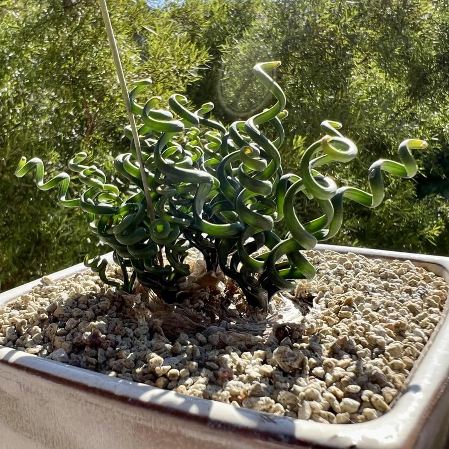 Albuca Succulent Plant Live, Curly Grass, Albuca Plant, Rare Succulent in 3" Pot, Easy-Care Indoor Outdoor Plant