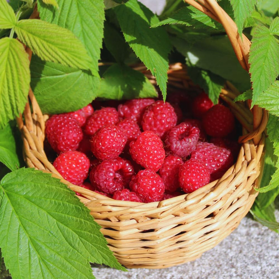 2 Raspberry Plants Live for Planting, 5 to 7 Inc Long, Raspberry Bushes Live Plants Outdoor Growing, No Pot