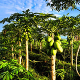 Dwaft Papaya Tree Live Plant 8 to 12 Inc Tall in Half Gallon Pot, Starter Plant Well-Rooted Fresh Fruit Plant Tropical Zones 9-11, No CA