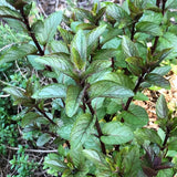 Chocolate Mint Plant, Sweet, Fragrant Mint Plant Live in 3.5'' Pot, Containers and Herb Gardens Growing