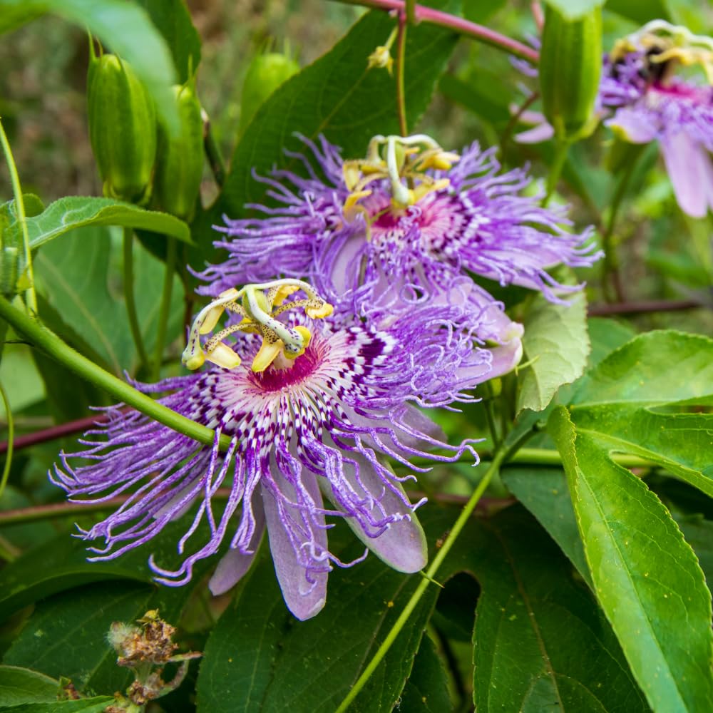Maypop Passion Flower Live Plant 4-7 Inch - Passiflora Incarnata Purple Passionflower Vine, Cold Hardy Perennial Passion Fruit Vine, Plants in Soil, No Pot