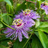 Maypop Passion Flower Live Plant 4-7 Inch - Passiflora Incarnata Purple Passionflower Vine, Cold Hardy Perennial Passion Fruit Vine, Plants in Soil, No Pot