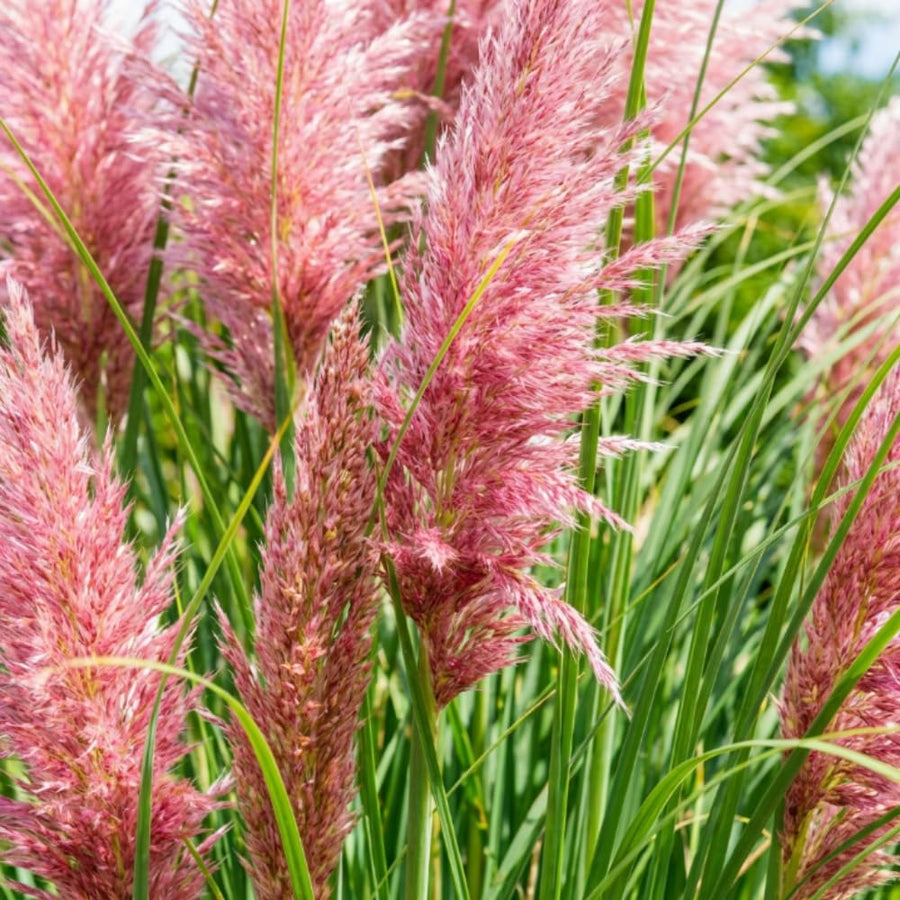 Set 100+ Pink Pampas Grass Seeds for Planting, Pampas Grass, Ornamental Grass for Garden Decor, Landscape