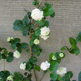Set 2 of Jasmine Plant Live, Duke of Tuscany Jasmine Flower Plant from 5 to 7 Inc Tall