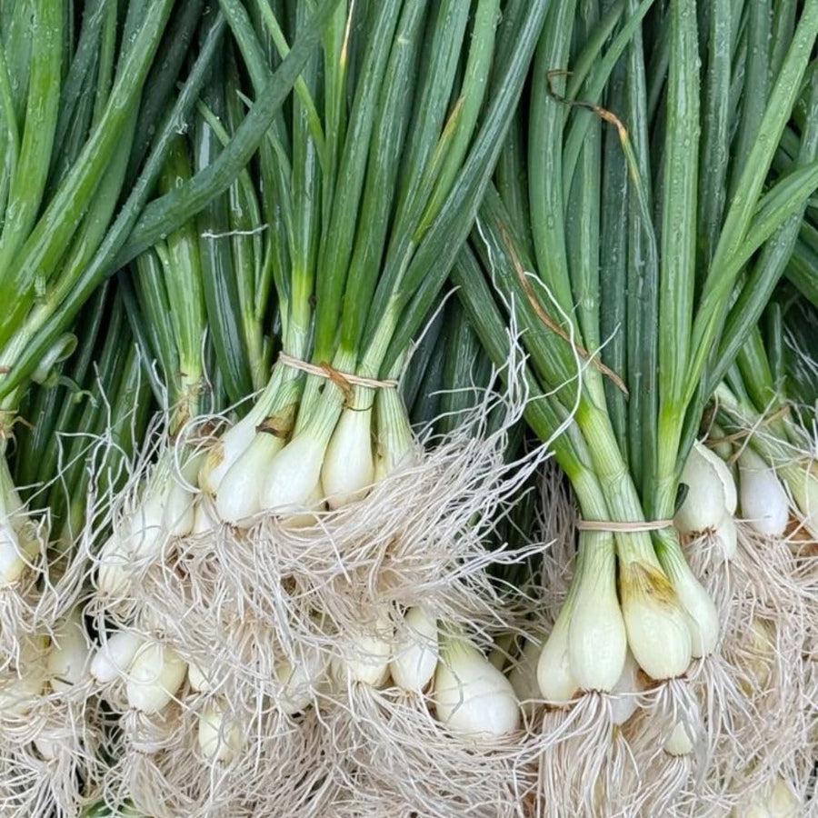 100+ American Flag Leeks Seeds, Garden Leek Seeds, Vegetable Seeds for Outdoor Planting, Suitable for Home Gardening Use