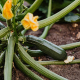 Set of 50 Dark Green Zucchini Seeds, Zucchini Vegetable Plant, Fresh Summer Squash for Outdor Gardening