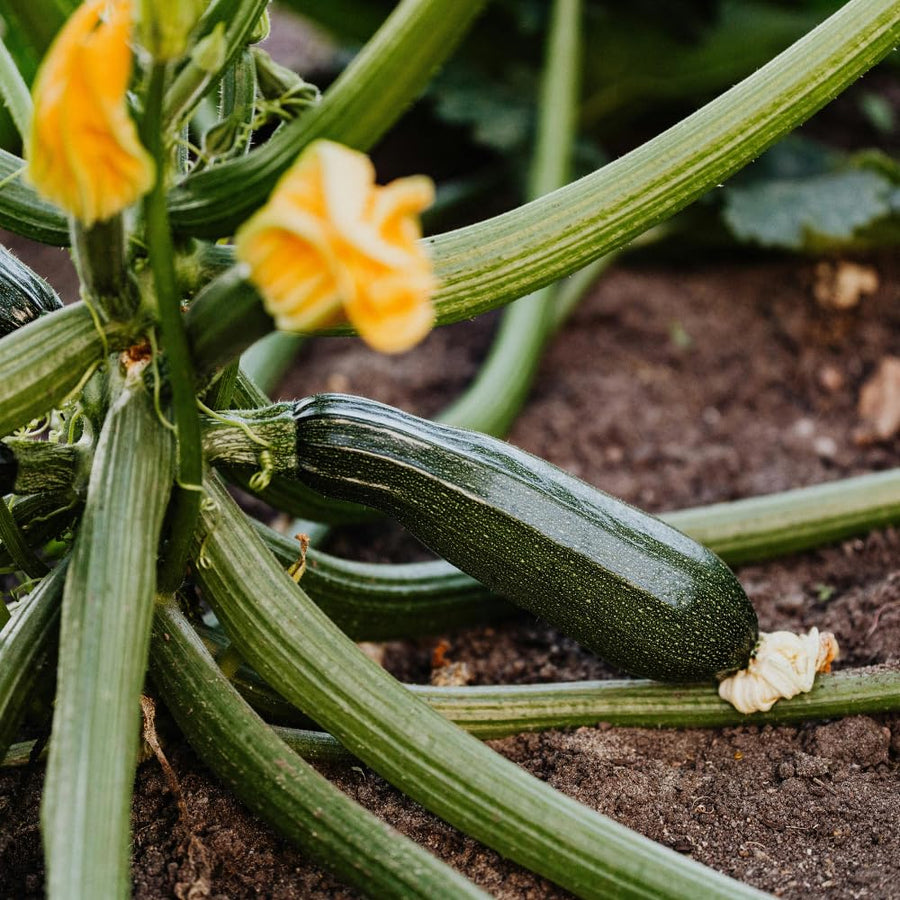 Set of 50 Dark Green Zucchini Seeds, Zucchini Vegetable Plant, Fresh Summer Squash for Outdor Gardening