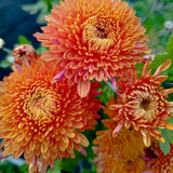 2 Orange Chrysanthemum Plants Live, Mums Plants Live, 5 Inc to 8 Inc Long, Mum Live Plant for Gardening Growing