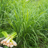 Pack 100 Lemongrass Seeds for Growing, Lemongrass Seeds, Heirloom Culinary Herb, Ready to Grow