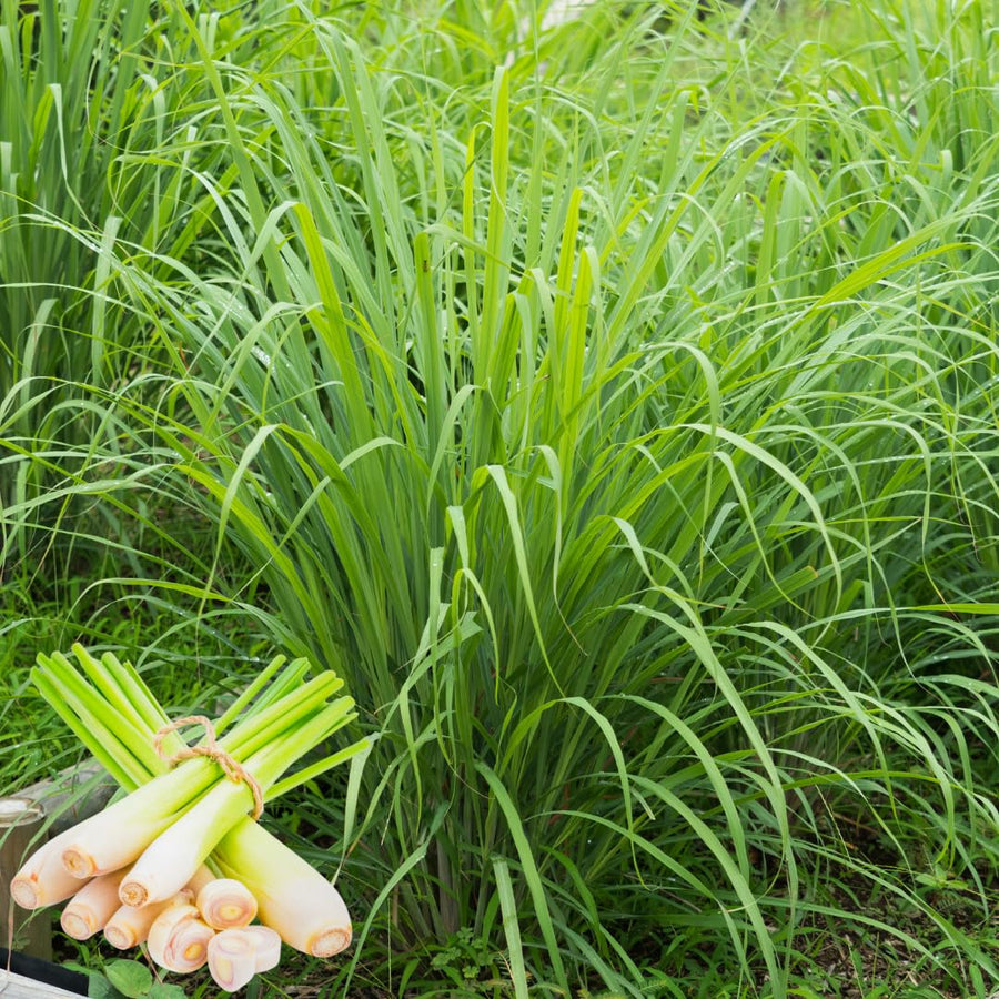 Pack 100 Lemongrass Seeds for Growing, Lemongrass Seeds, Heirloom Culinary Herb, Ready to Grow