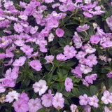 Light Purple Impatiens Live Plant in 4-Inch Pot, Impatiens Plant 3-5 Inch Tall, Flowering Annual for Gardens and Containers
