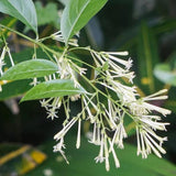 Jasmine Plant, Live Fragrant Jasmine Flower Plants 4'' Pot, Jasmines Well Rooted for Indoor Outdoor Garden (Night Jasmine Flower)