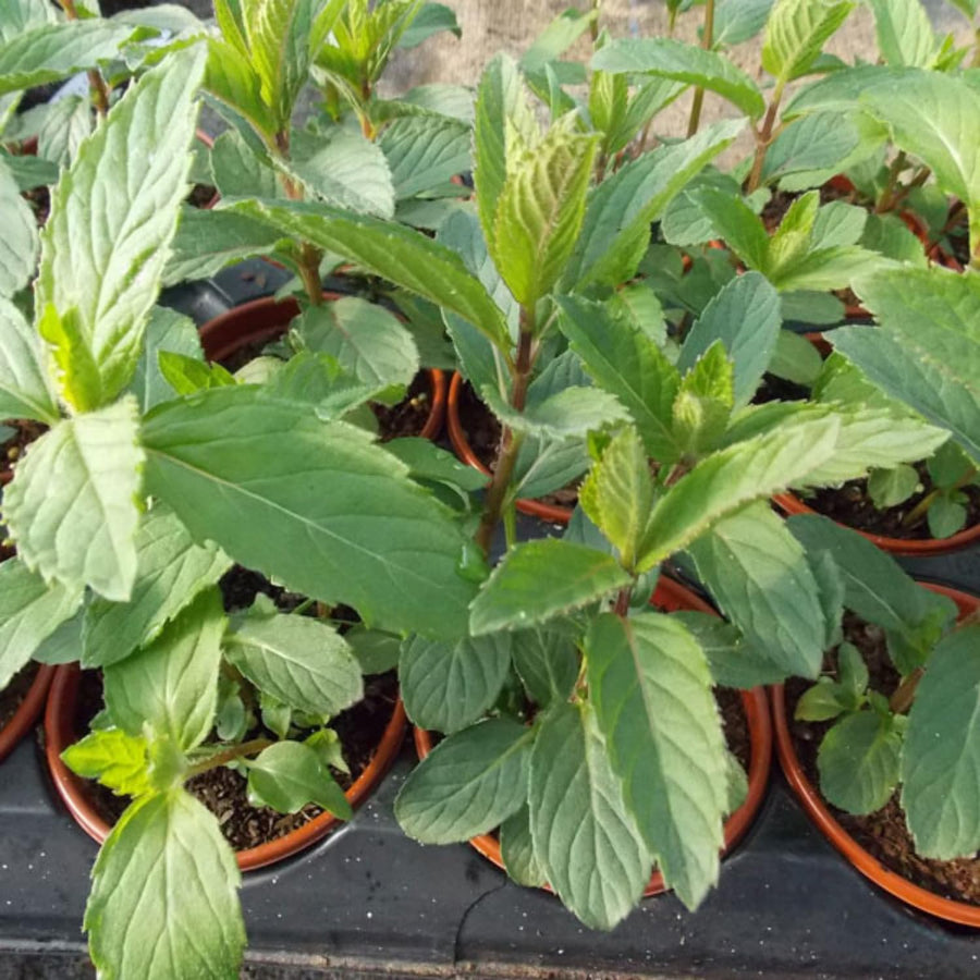 TANKDA Sets 2 Live Mint Plants Herb in 3.5" Pot, Fresh Peppermint for Indoor Outdoor Growing, Spring Planting, 5-9" in Tall
