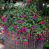 4 Hardy Fuchsia Plants Live Hanging Basket, Live Fuchsia Plant for Gardening Indoor Growing Outdoor, 4 Inc Potted