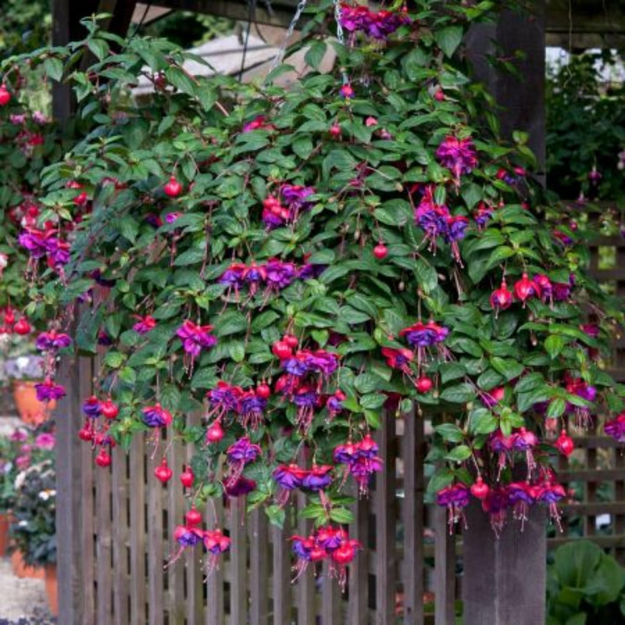 4 Hardy Fuchsia Plants Live Hanging Basket, Live Fuchsia Plant for Gardening Indoor Growing Outdoor, 4 Inc Potted