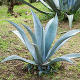 Set 4 Blue Agave Plants Live, Agave Live Plant, Easy Care Succulent Plant, 3 to 5 Inches Tall, Indoor Outdoor Growing