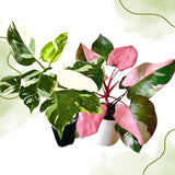 2 Mix Rare Philodendron Live Plant 5-9" Tall, Rare Tropical Indoor Houseplant Home Garden