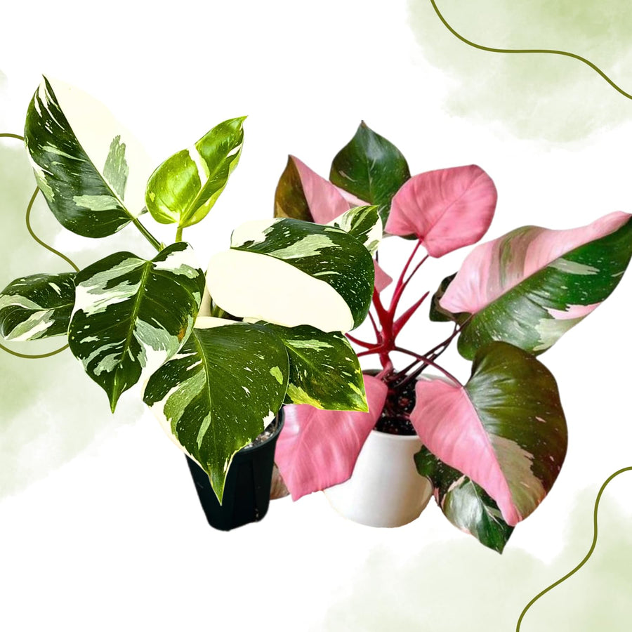 2 Mix Rare Philodendron Live Plant 5-9" Tall, Rare Tropical Indoor Houseplant Home Garden