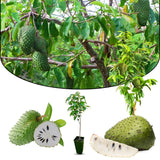 Soursop Tree Live Plant 6-10 Inch Tall, Half Gallon Pot, Annona Muricata Soursop Plant Live, Tropical Soursop Fruit Tree, Well-Rooted